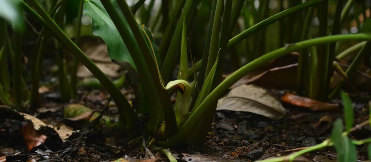 Lagenandra toxicaria