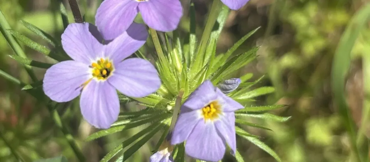 Linanthus androsaceus