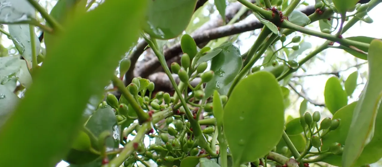 Loranthus micranthus