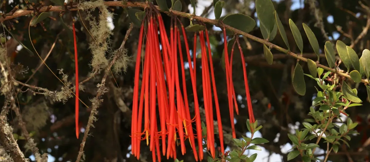 Aetanthus mutisii