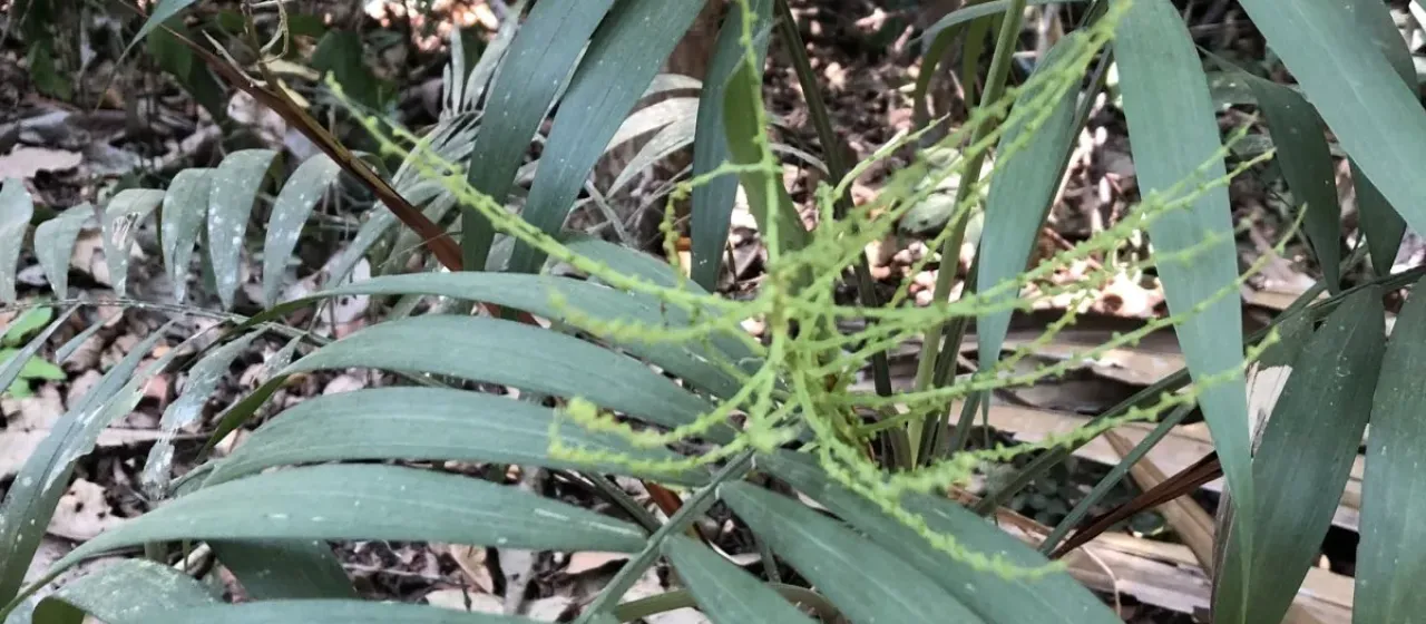 Parlor palm