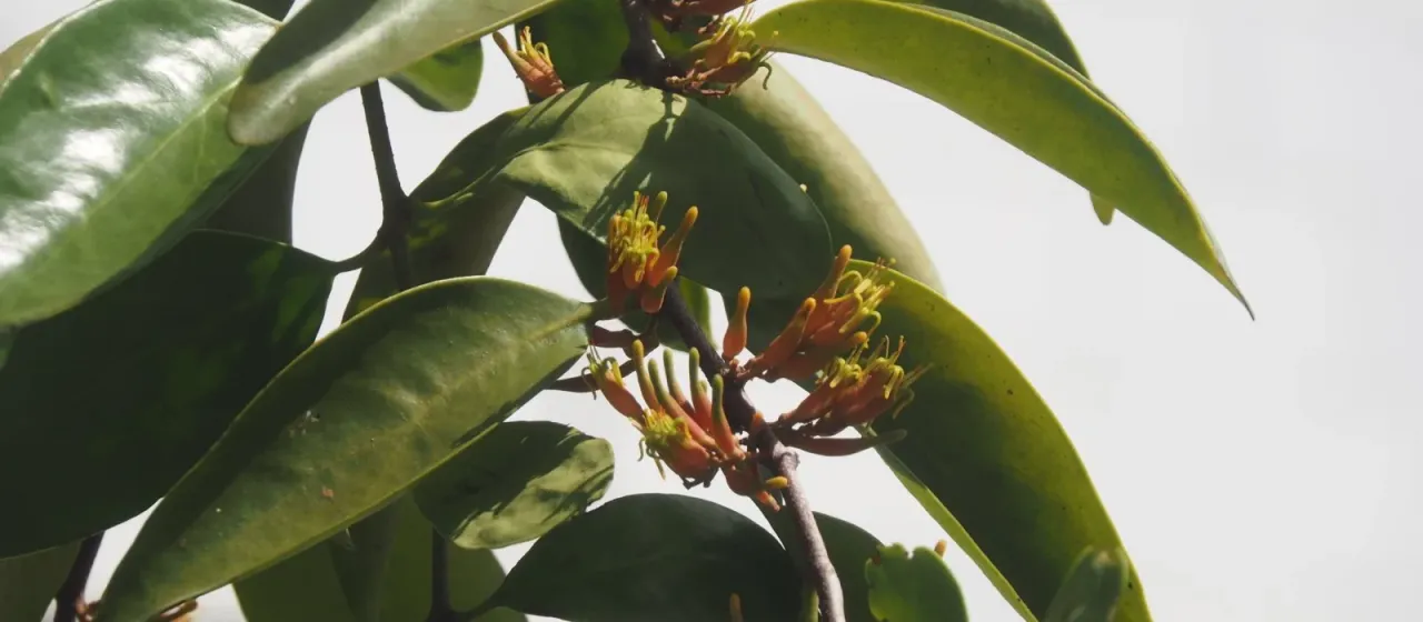 Dendrophthoe pentandra