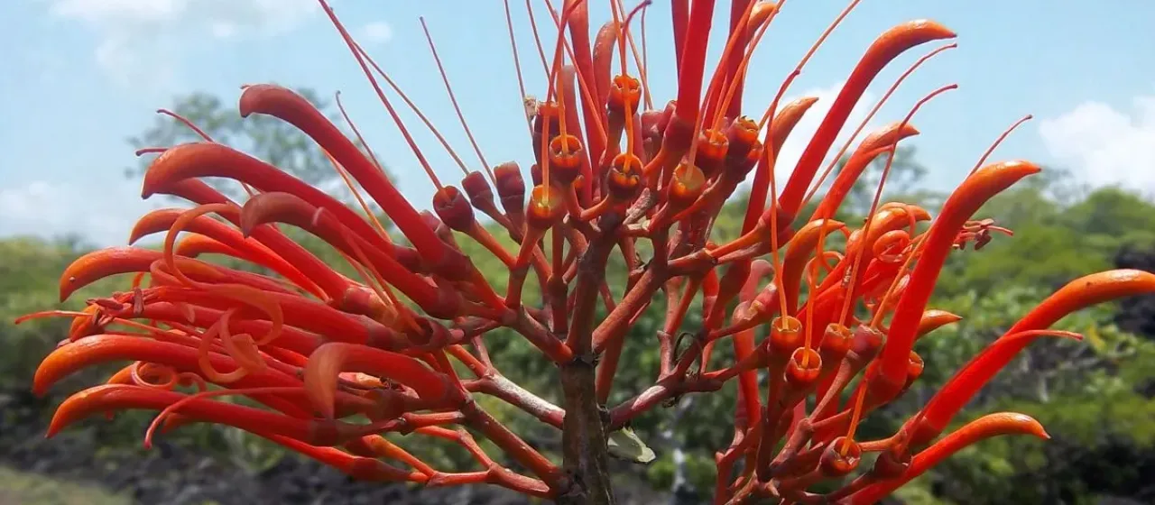 Psittacanthus rhynchanthus