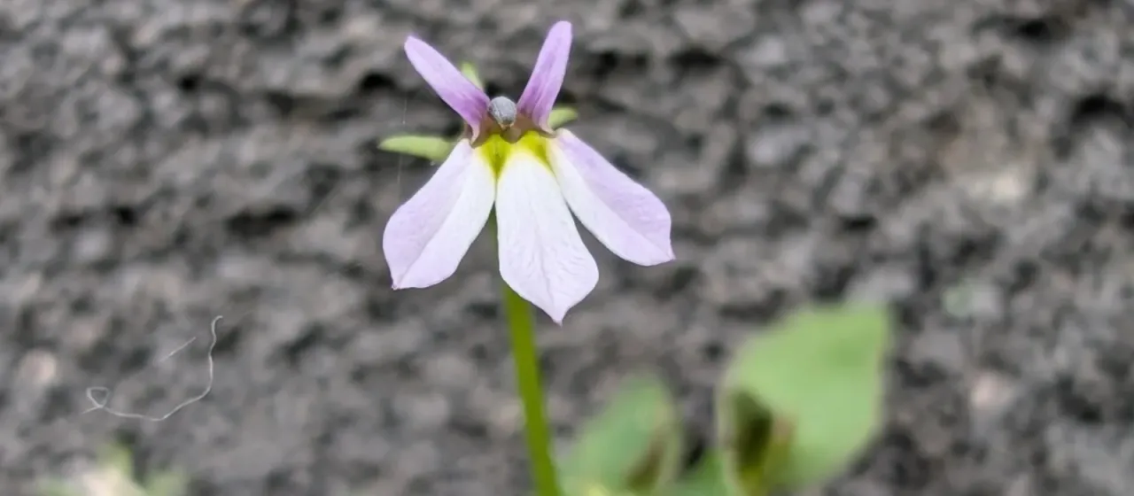 Pratia purpurascens
