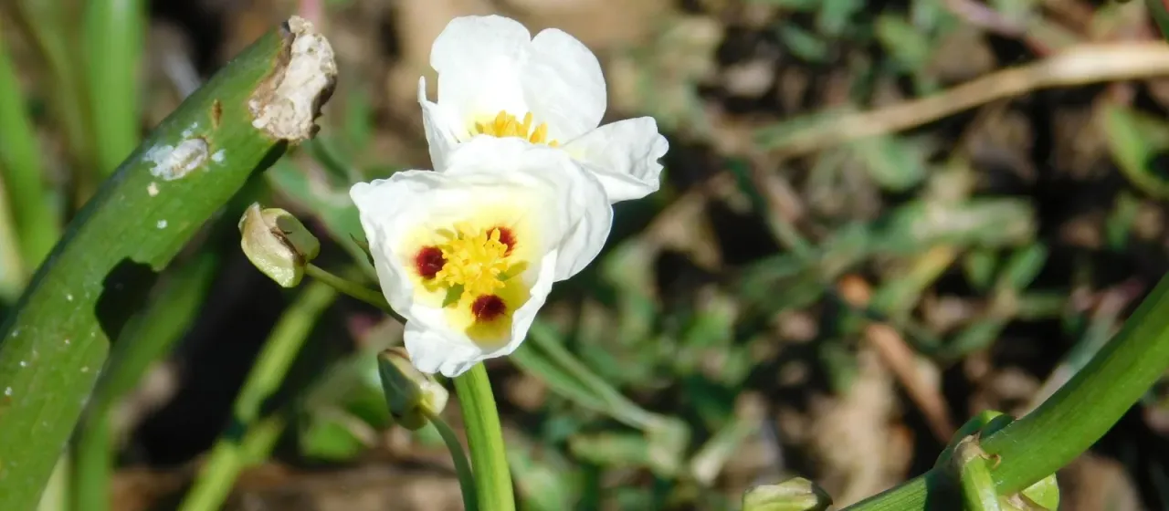 Lophotocarpus