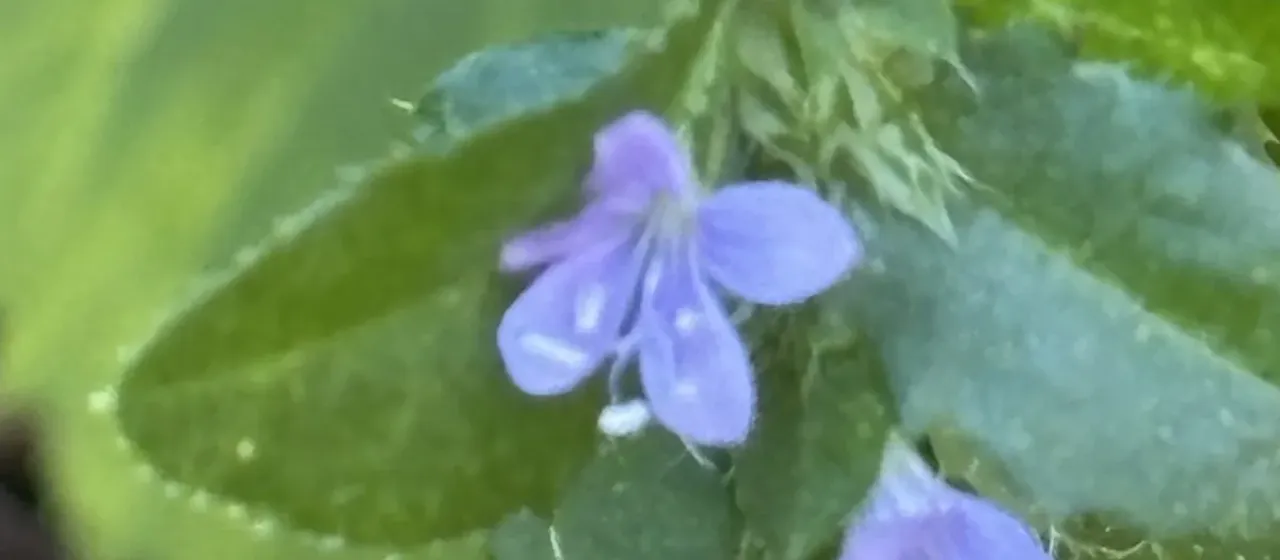 Loeselia ciliata