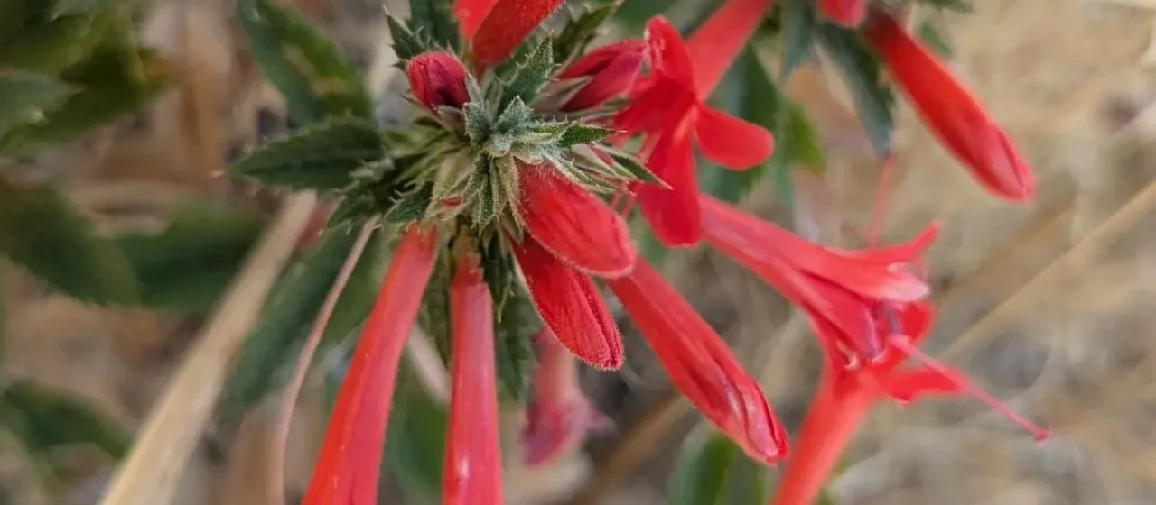 Mexican Loeselia