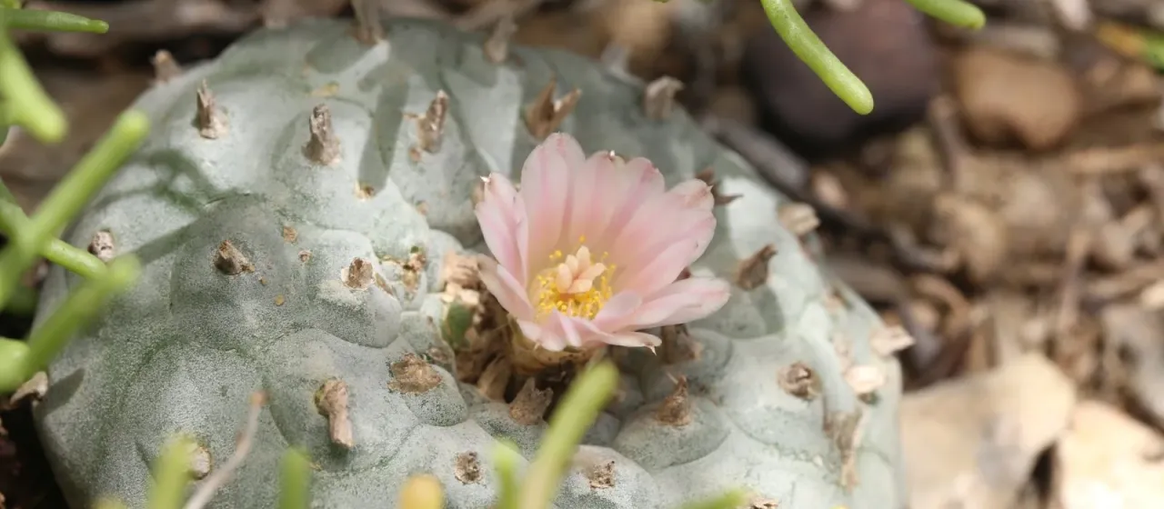Lophophora williamsii