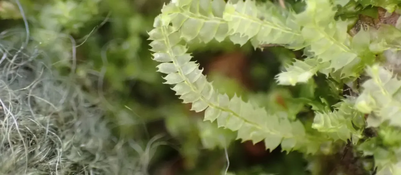 Lophocolea bidentata