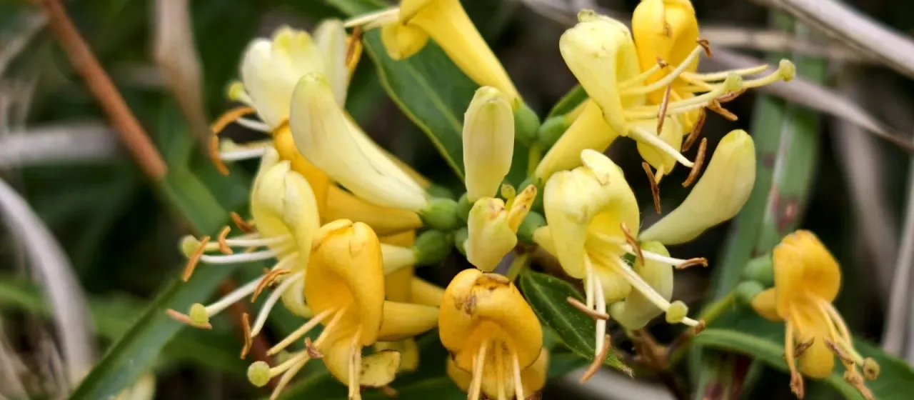 Henry's honeysuckle