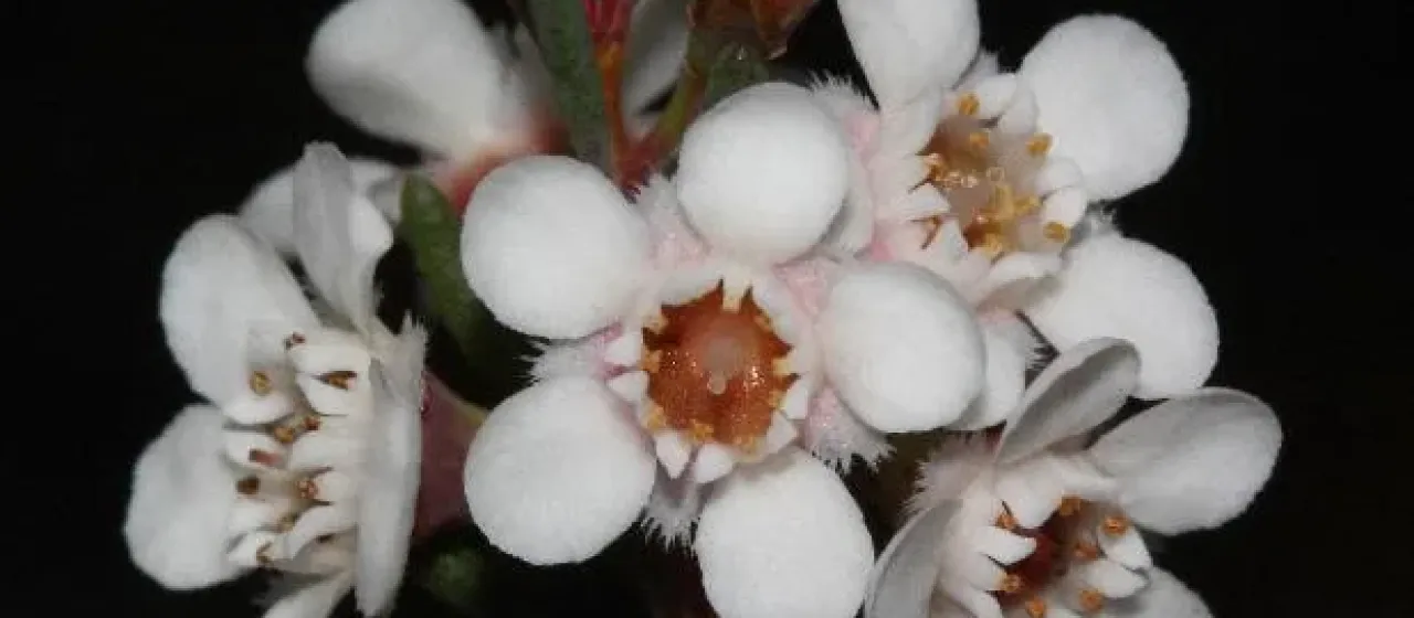 Chamelaucium ciliatum