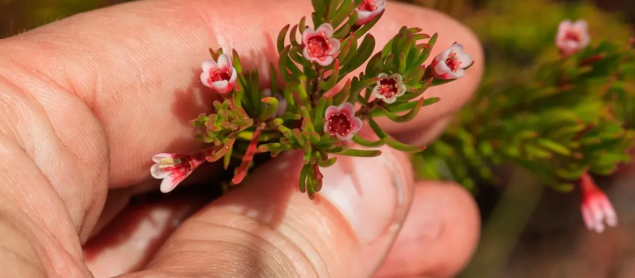 Chamelaucium floriferum