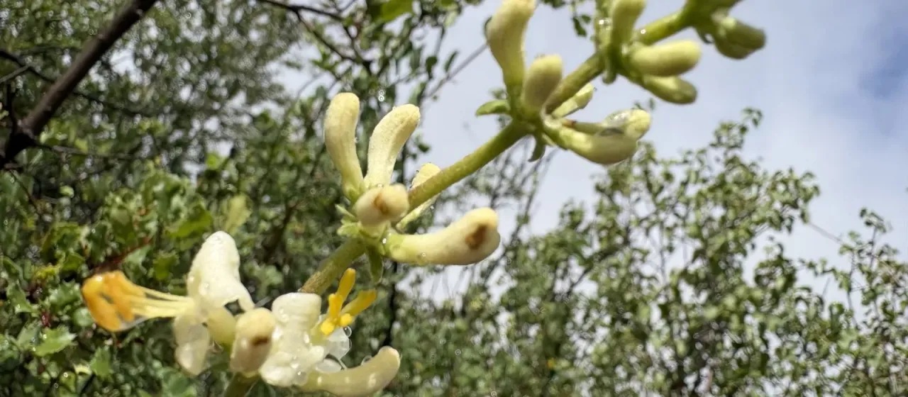 Жимолость колосковая