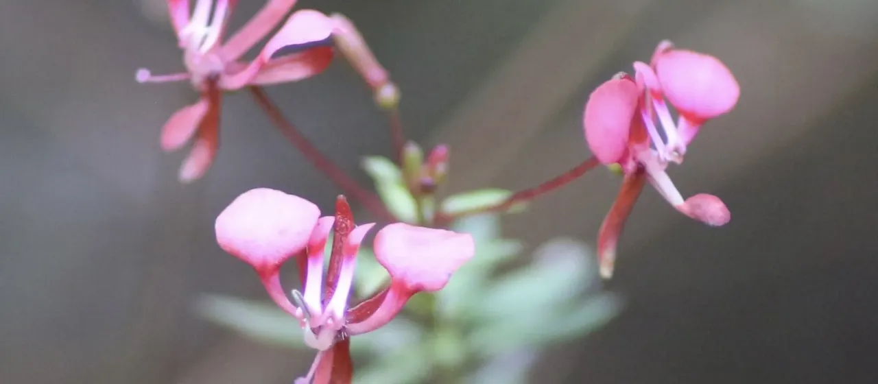Lopezia racemosa