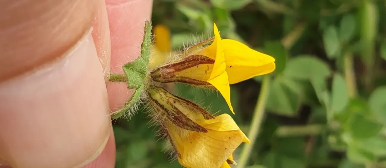 Лядвенец съедобный