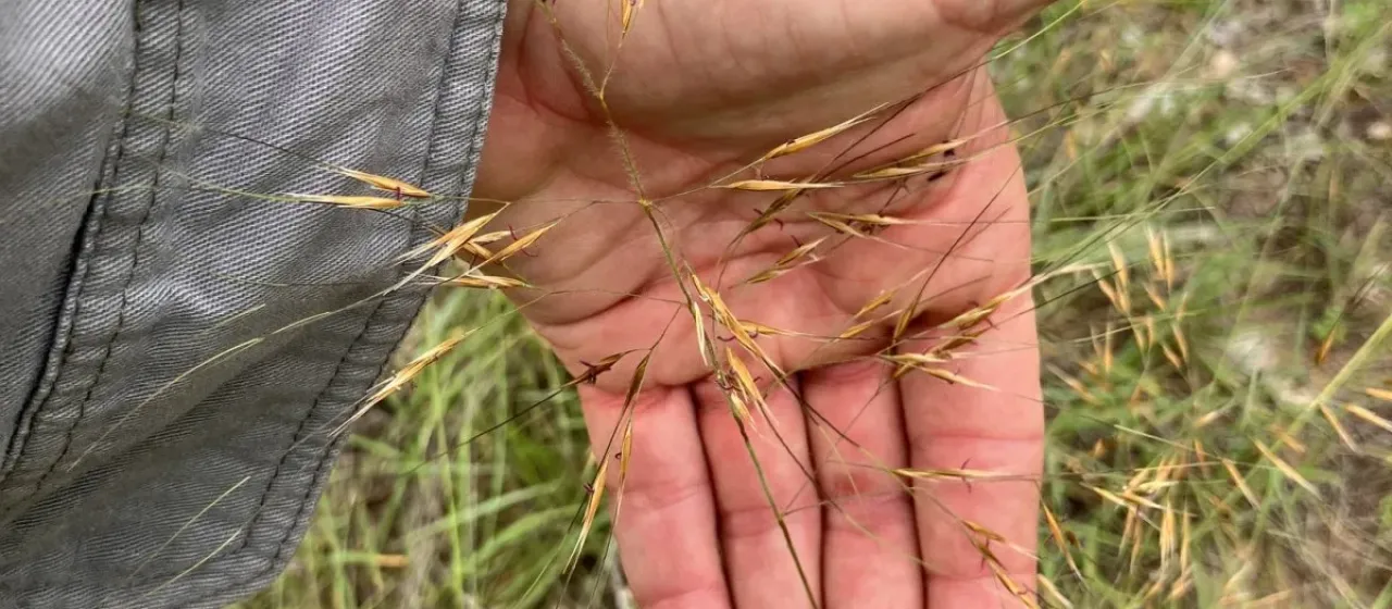Yellow golden grass