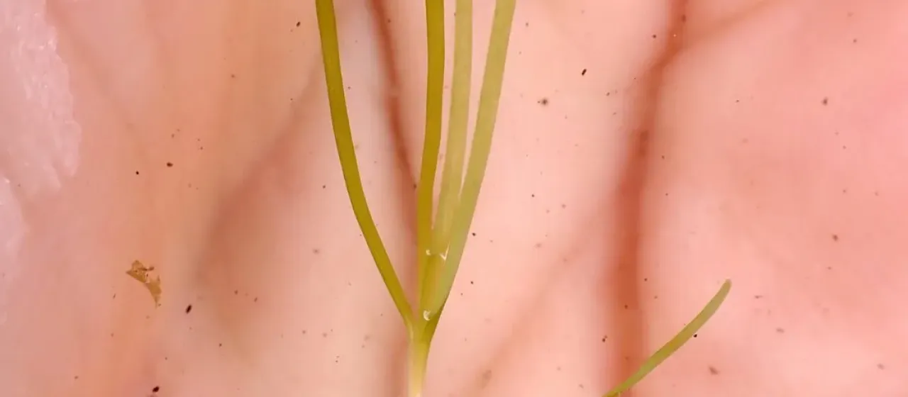 Althenia bilocularis