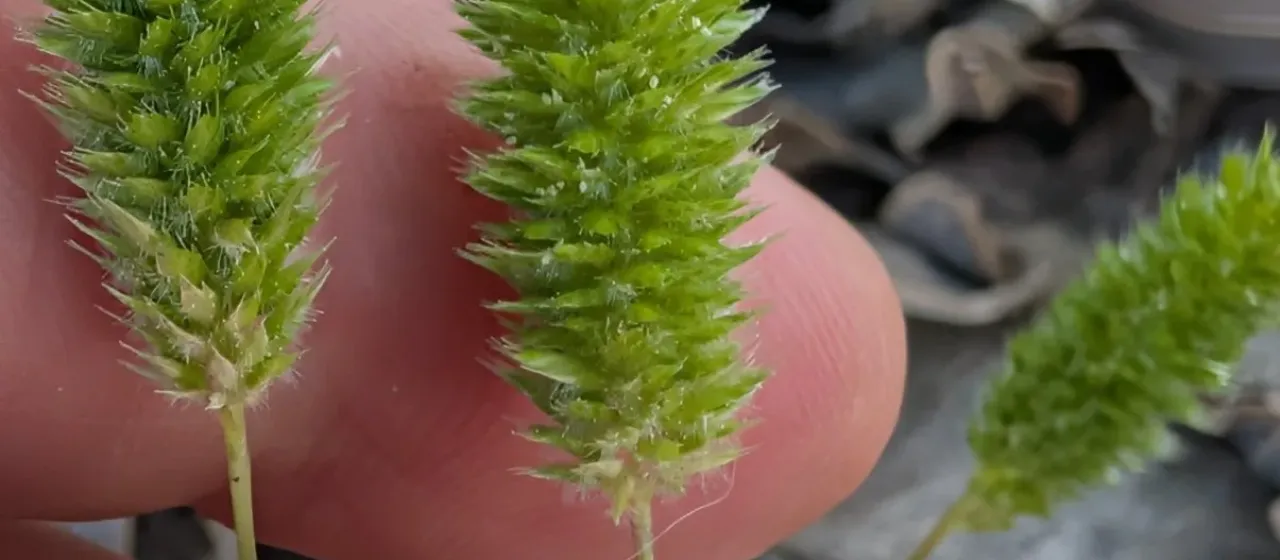Rostraria smyrnacea