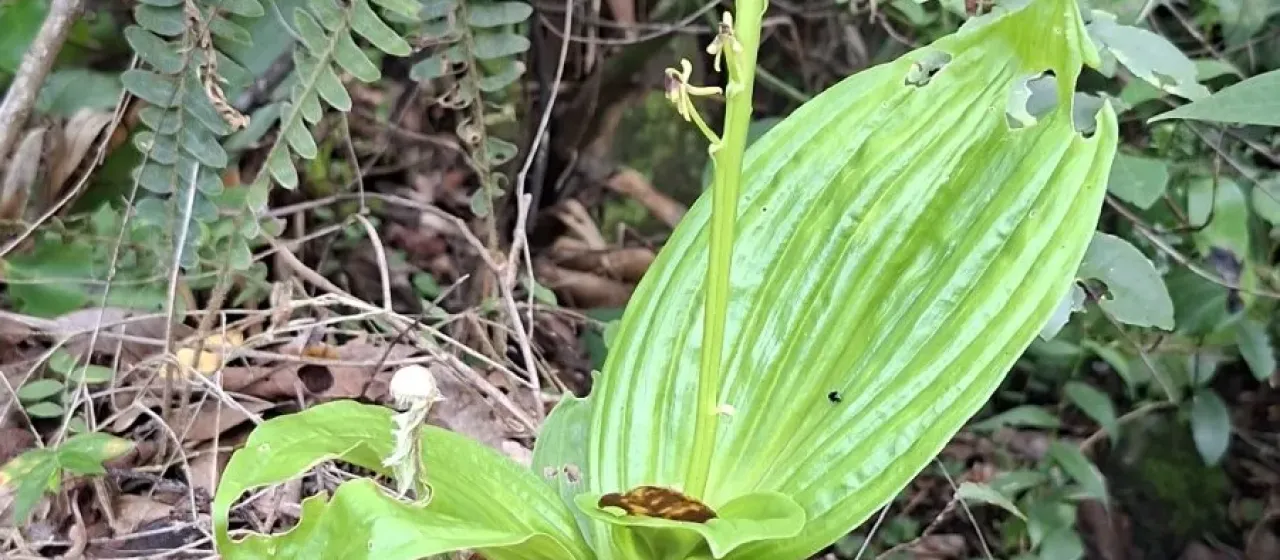 Liparis nervosa