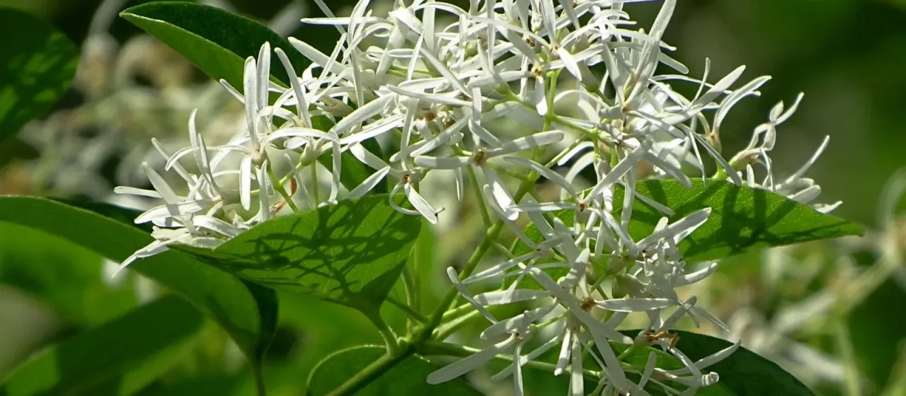 Chinese fringetree