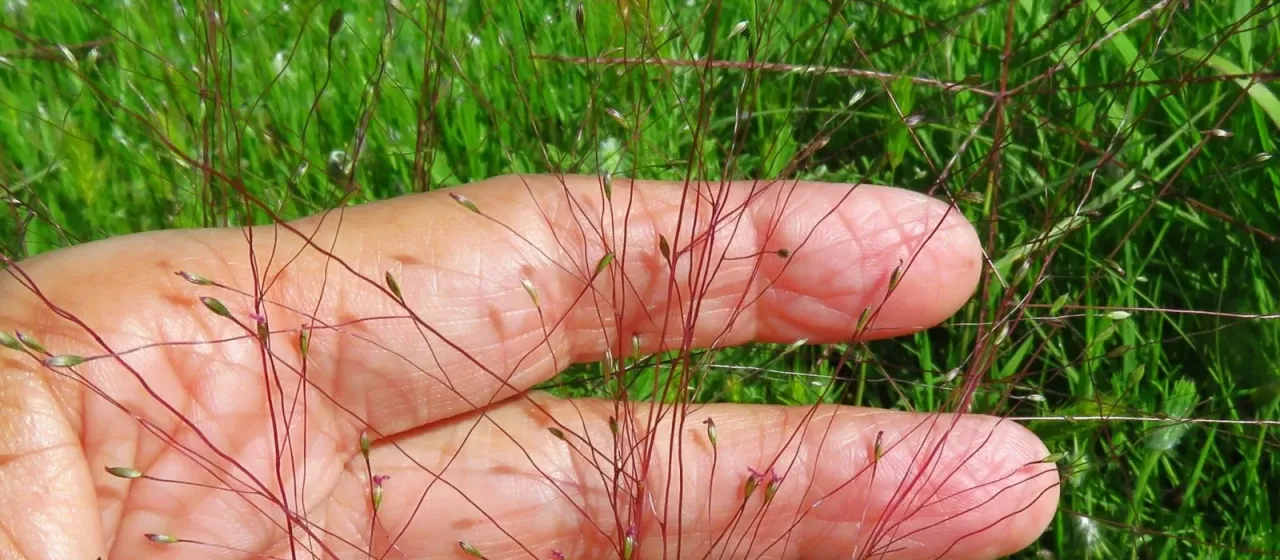 Fall witchgrass