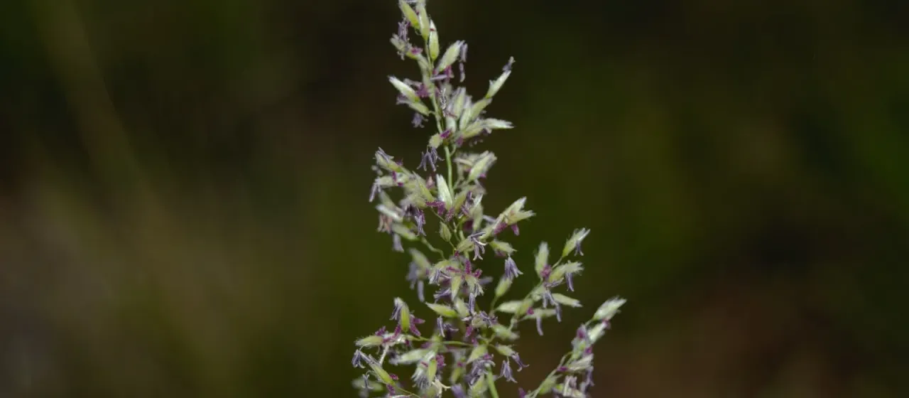 Leptocoryphium lanatum