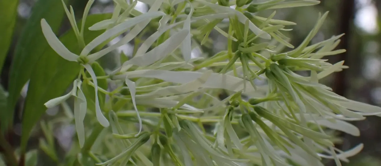 Chionanthus