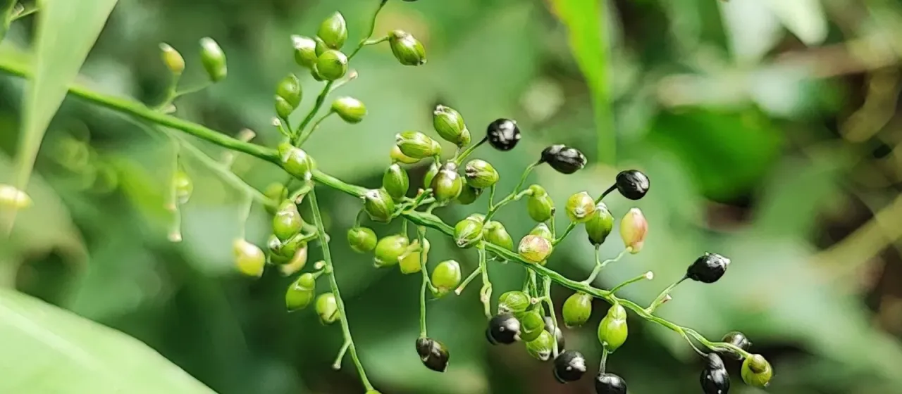 Lasiacis ligulata