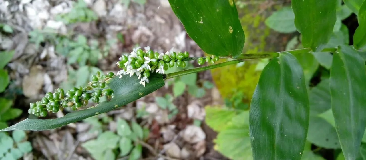 Lasiacis ruscifolia