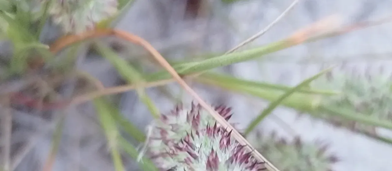 Lasiochloa