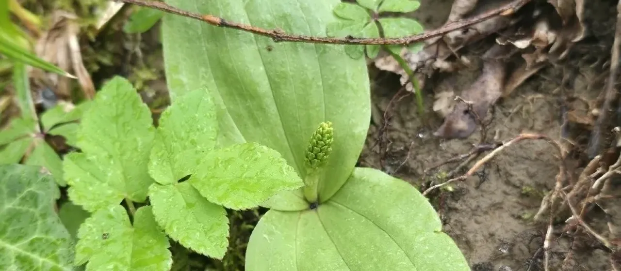 Common twayblade