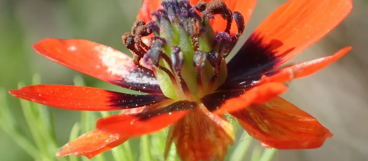 Summer pheasant's eye