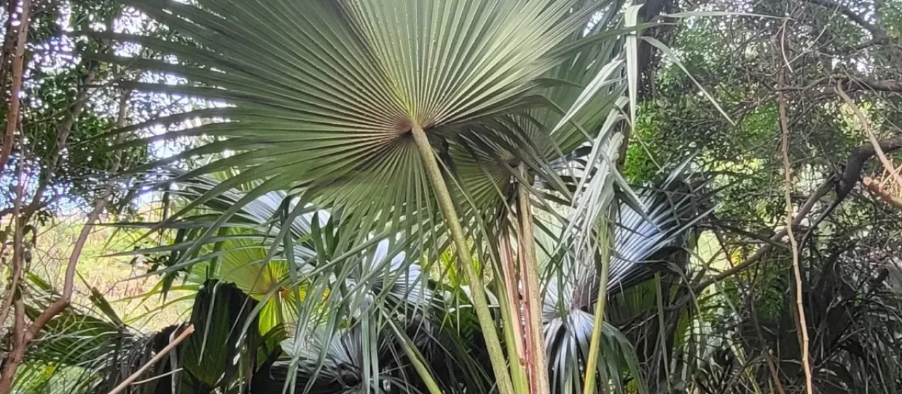 Red Latan palm