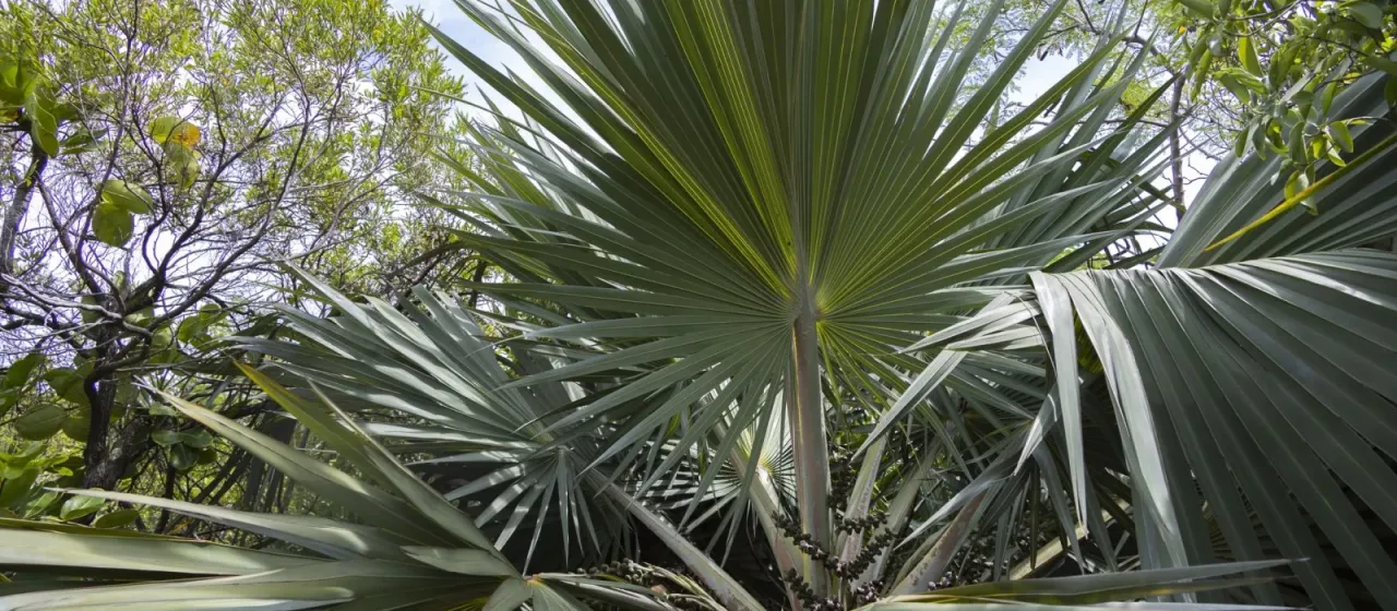 Latania loddigesii