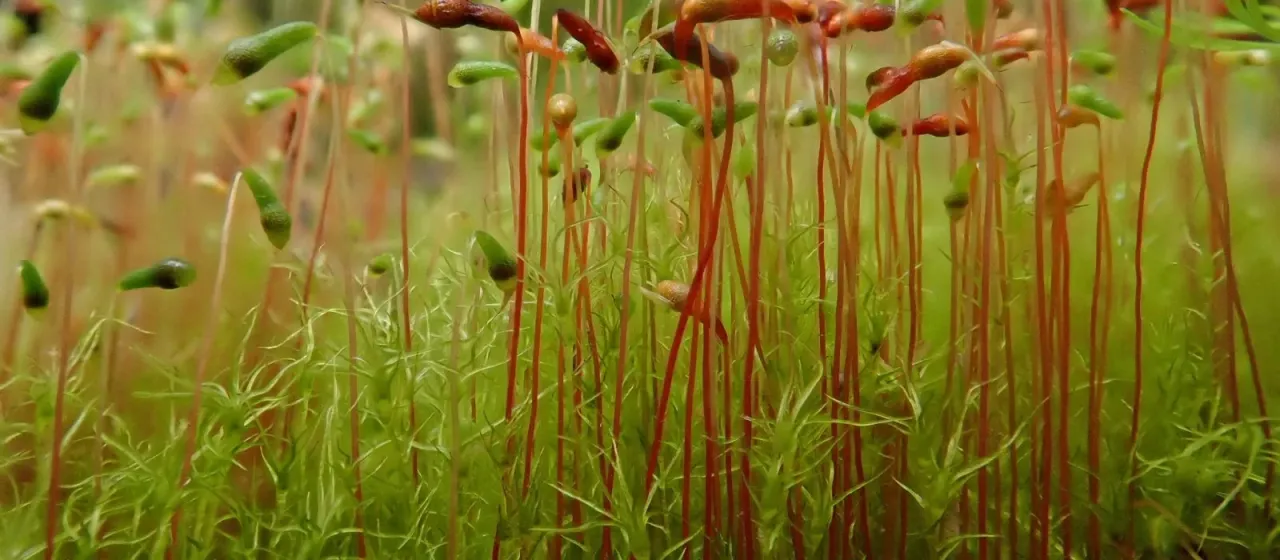 Leptobryum pyriforme