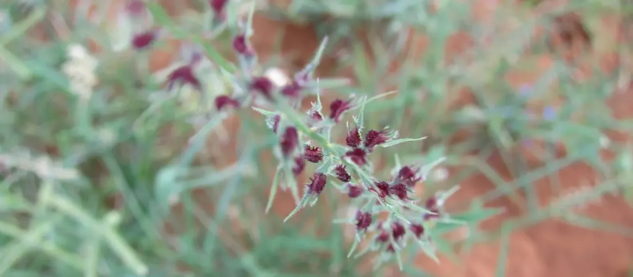 Leptothrium senegalense