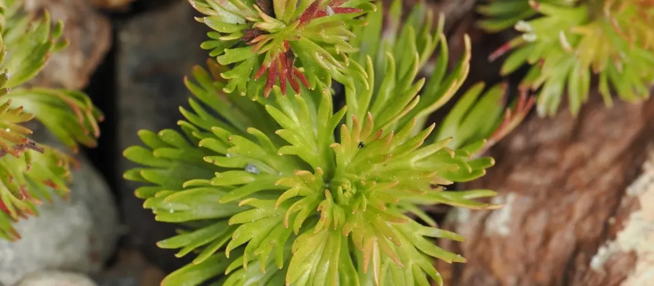 Luetkea pectinata