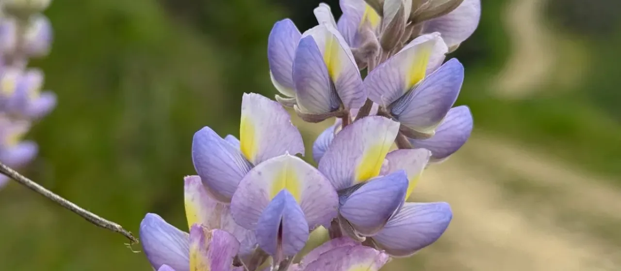 Люпин страж