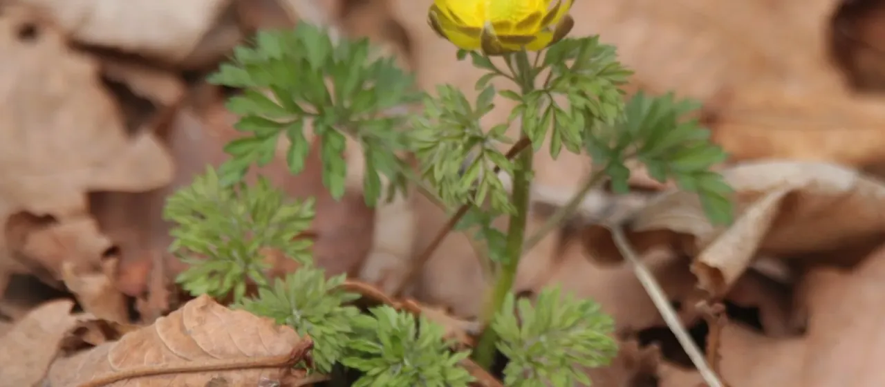 Amur adonis