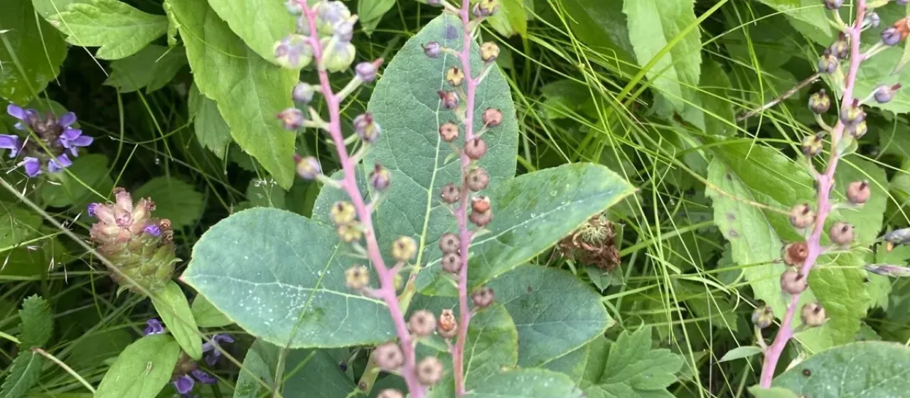 Leucothoe grayana