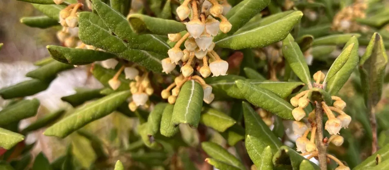 Rusty staggerbush