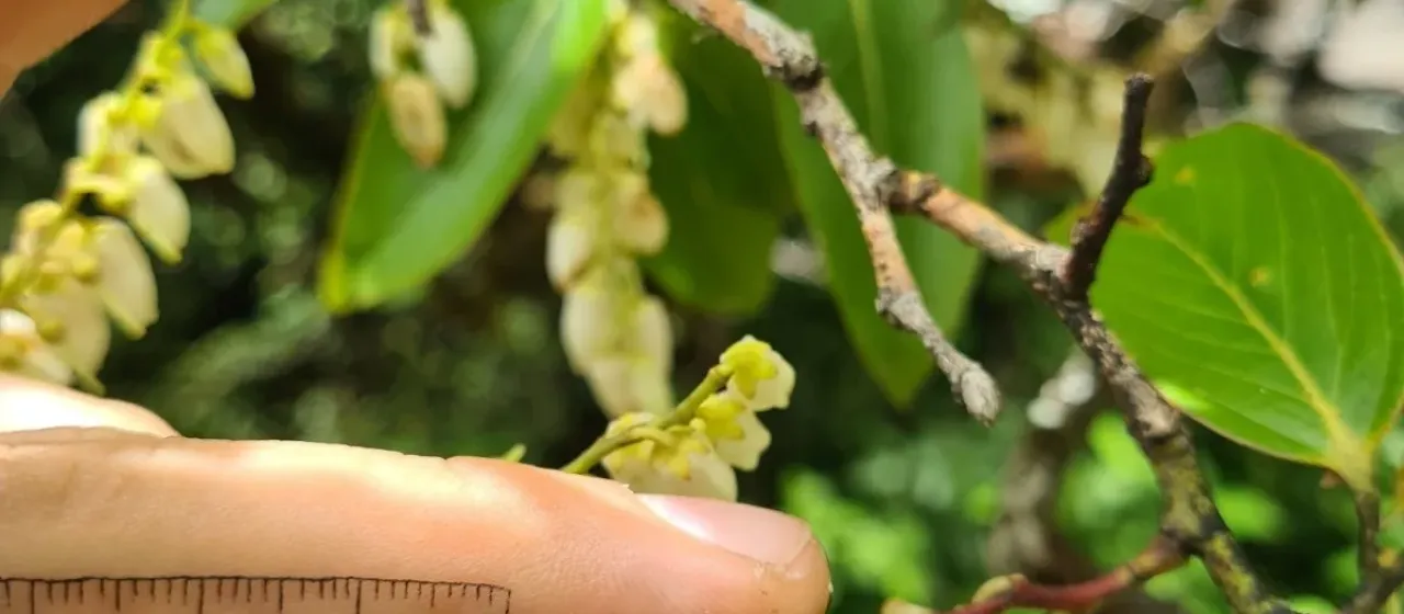 Lyonia ovalifolia