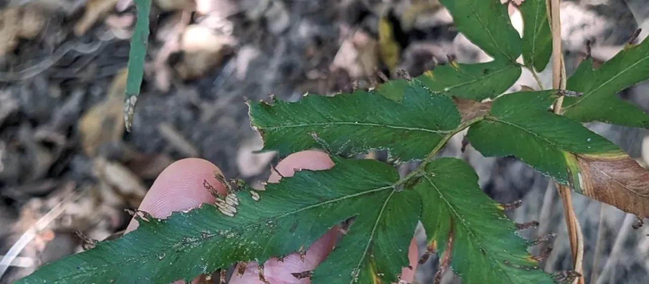 Lygodium polymorphum