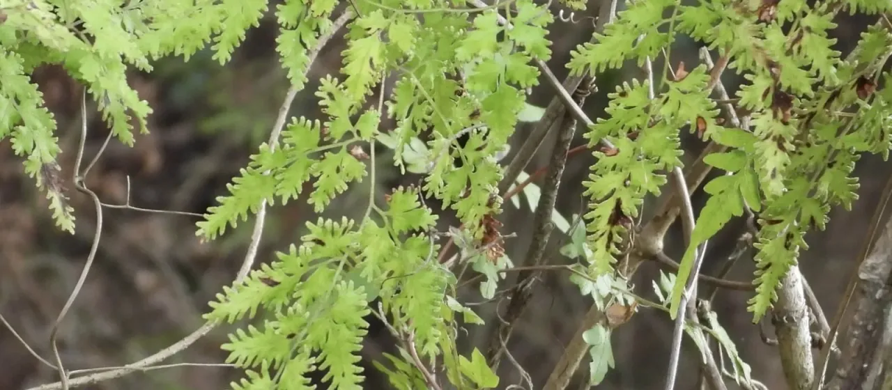 Japanese climbing fern