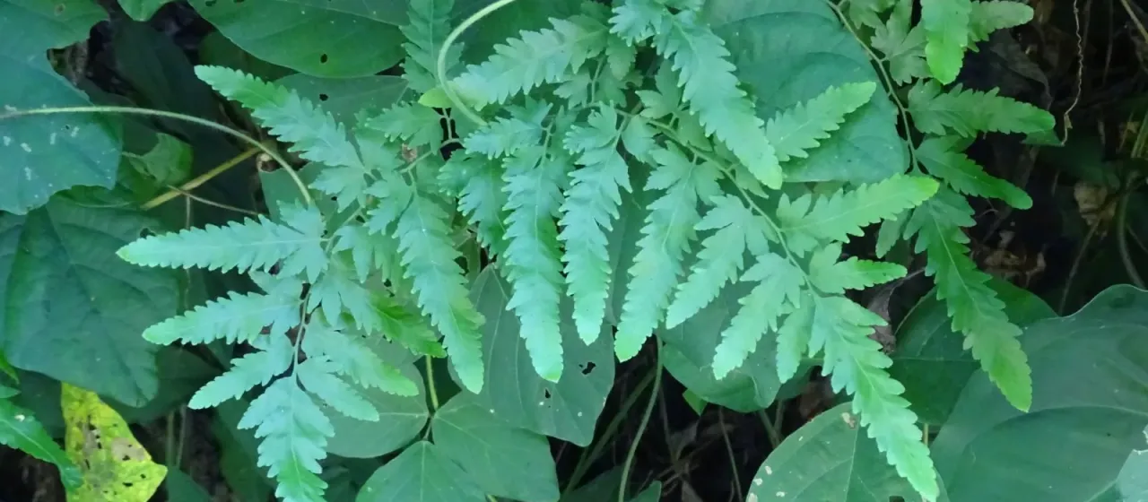 Climbing Fern