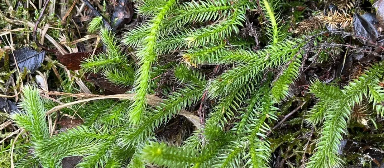 Common clubmoss