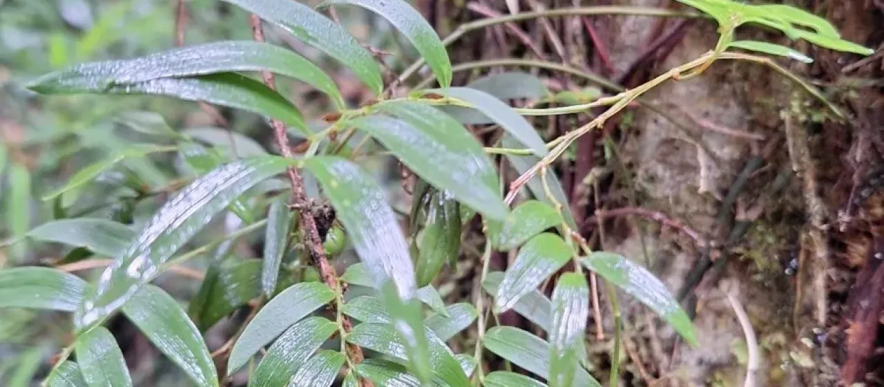 Luzuriaga radicans