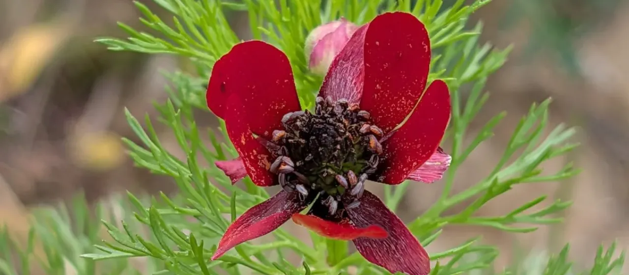 Adonis annua