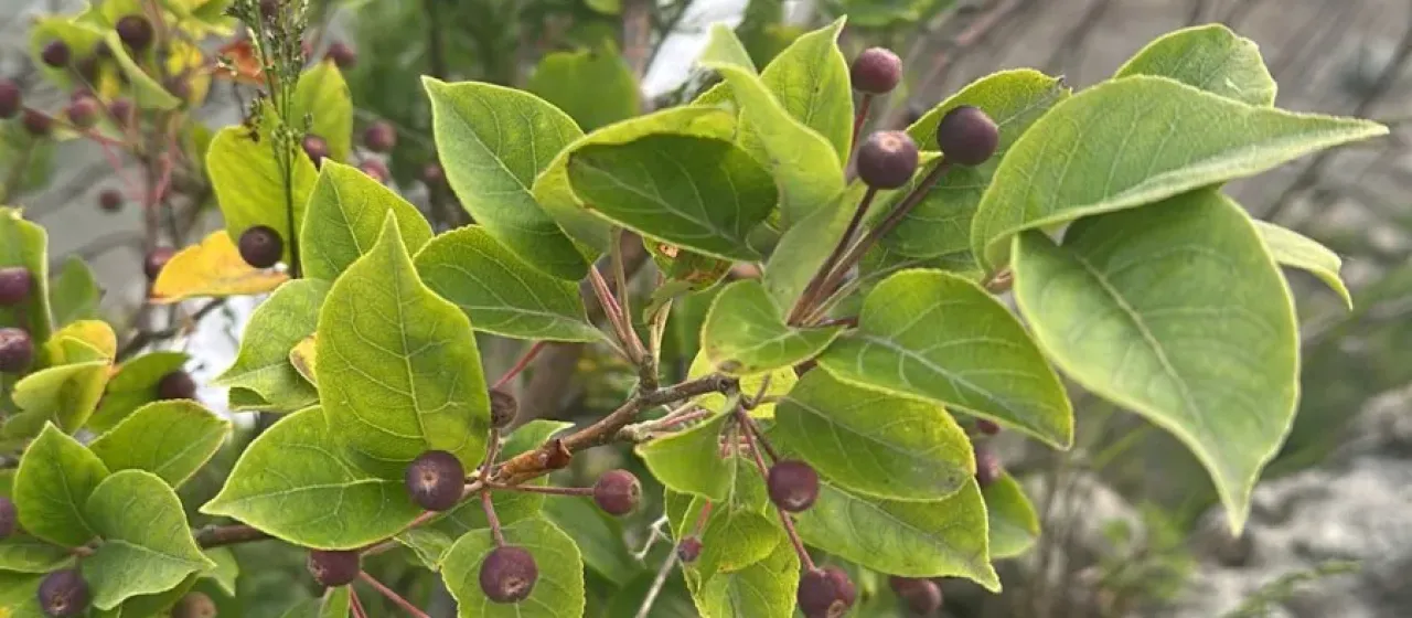 Manchurian crabapple