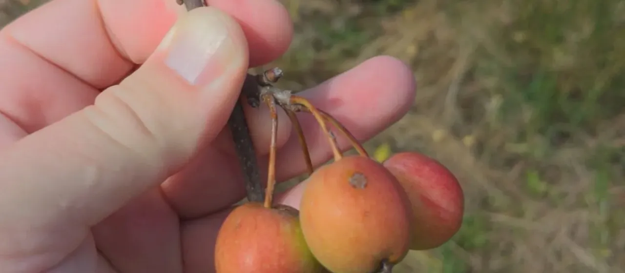 Dawson apple